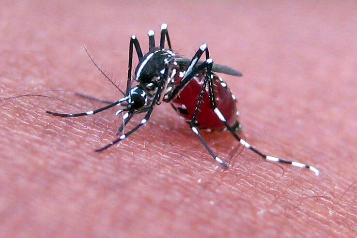 মশারা কিভাবে আপনাকে দেখতে পায়?