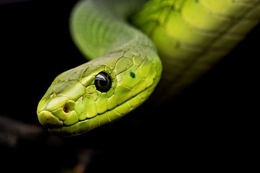 ফুলের গন্ধে কি সাপ আসে?