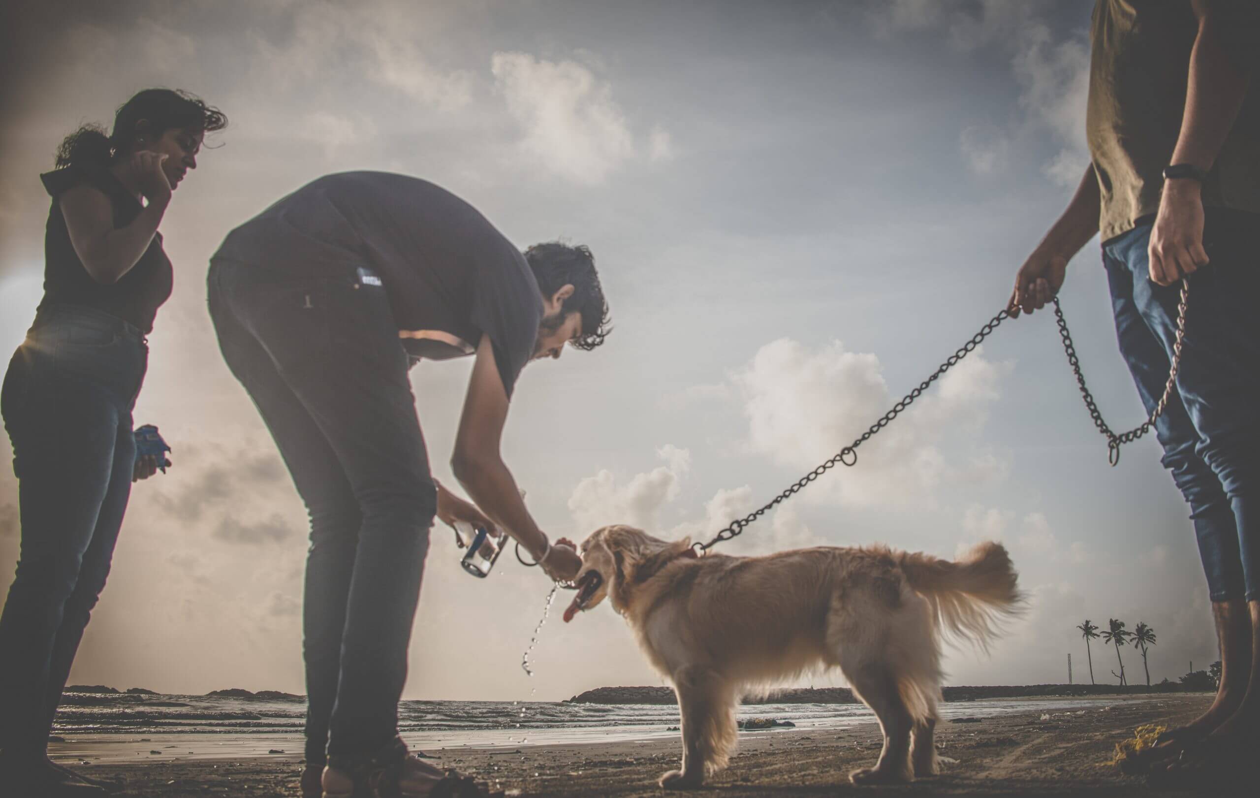 Pet Dog