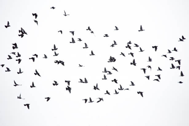 independence of bird