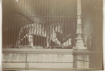 tiger